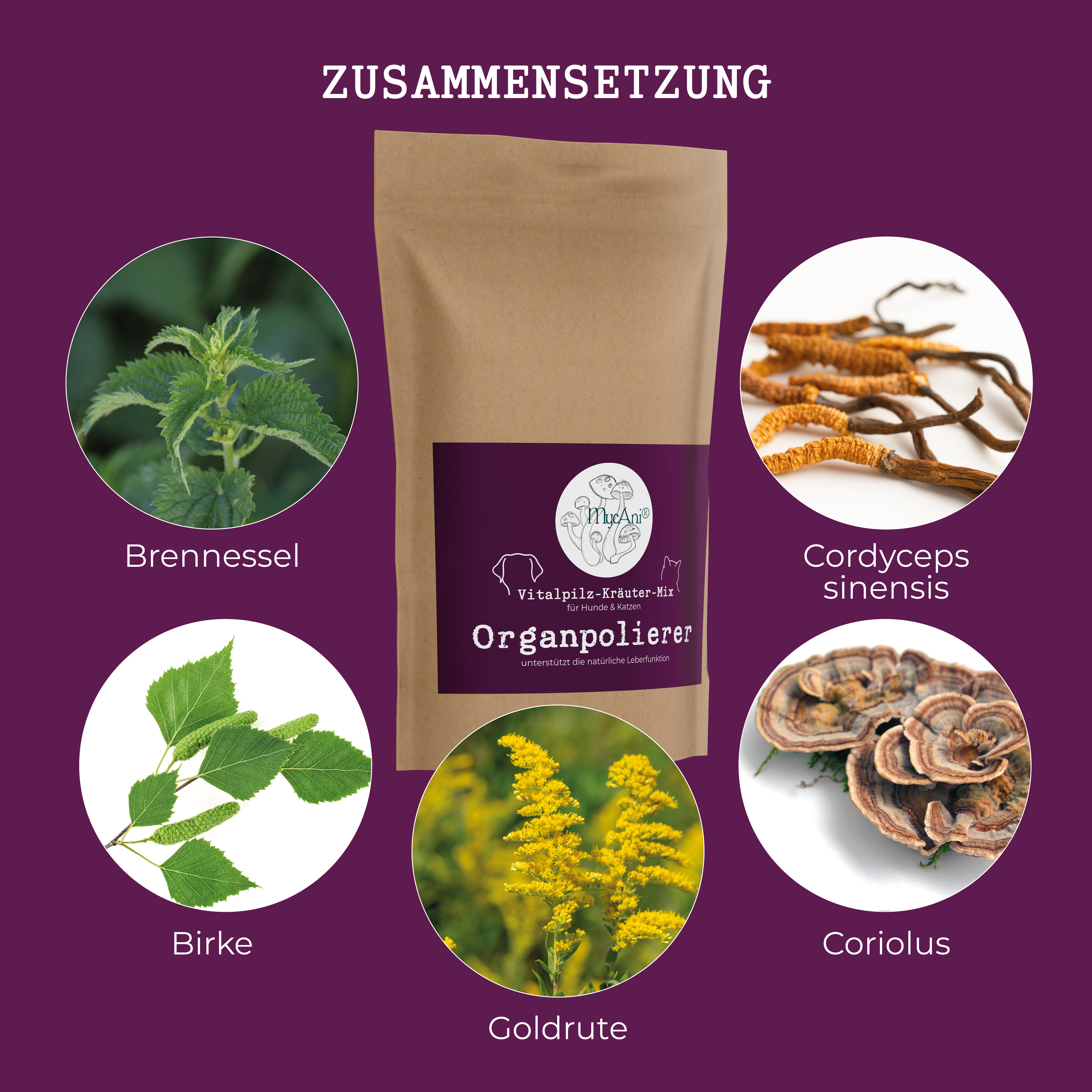 Vitalpilzmischung "Organpolierer" Vitalpilzmischung "Organpolierer"